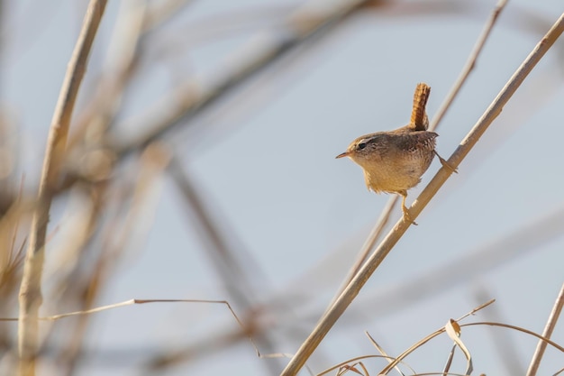 Wren Vogel auf einem Ast (Troglodytes troglodytes) Wildlife. Eurasischer Zaunkönig