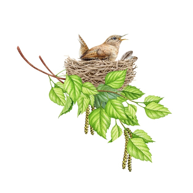 Wren Vogel im Nest in Birkenzweigen Aquarell realistische Illustration Bruteier von Vögeln