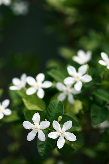 Wrightia antidysenterica Blume im Garten