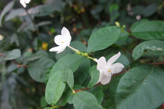 Wrightia Antidysenterica esta hermosa flor blanca de wrightia a veces malinterpretada como el jazmín