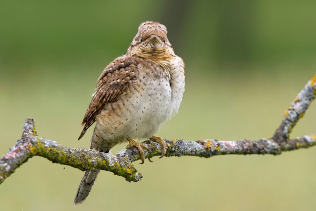 Wryneck eurasiático, pájaros, wryneck, picidae, pájaro carpintero, Jynx torquilla