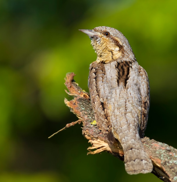 Wryneck euro-asiático que senta-se em uma filial