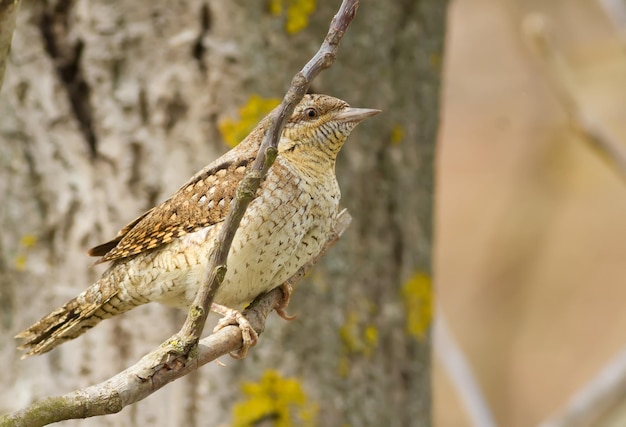 Wryneck jynx Um pássaro sentado em um galho cauteloso