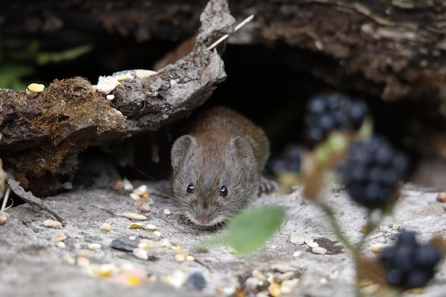 Wühlmäuse, die unter den Futterhäuschen nach Nahrung suchen