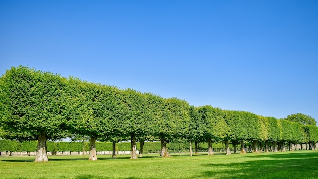 Würfelbaumgarten in einem Park an einem sonnigen Tag des blauen Himmels