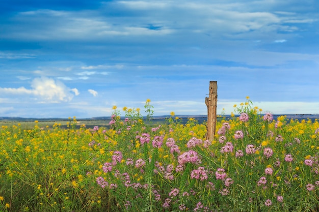 Wüste Wildblumen und Stacheldrahtzaun in Arizona