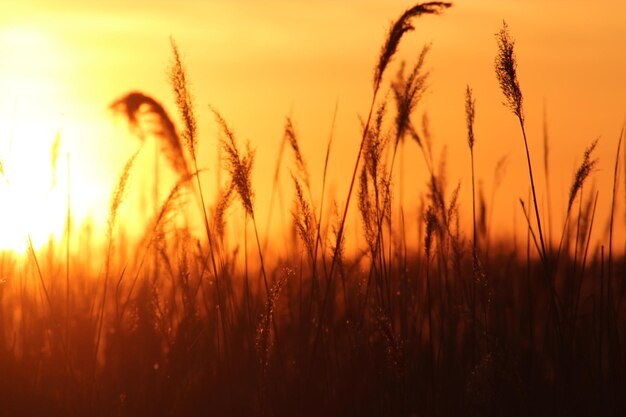 Foto wüstenbildung - nahaufnahme von stängeln im feld gegen orangefarbenen himmel bei hohen temperaturen