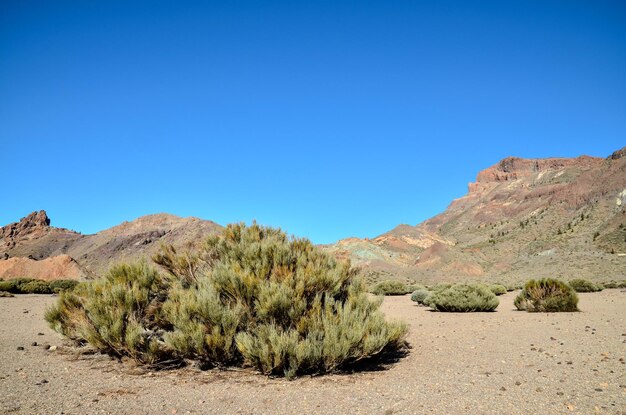 Wüstenlandschaft im Nationalpark Volcan Teide, Teneriffa, Kanarische Inseln, Spanien