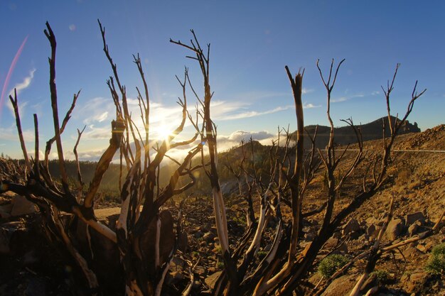 Wüstenlandschaft im Nationalpark Volcan Teide, Teneriffa, Kanarische Inseln, Spanien