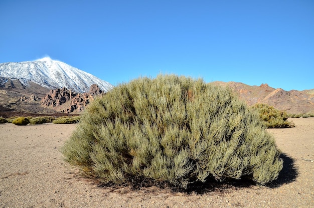 Wüstenlandschaft im Teide-Volkan-Nationalpark