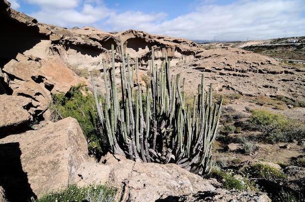 Wüstenlandschaft in Teneriffa Kanarische Inseln Spanien