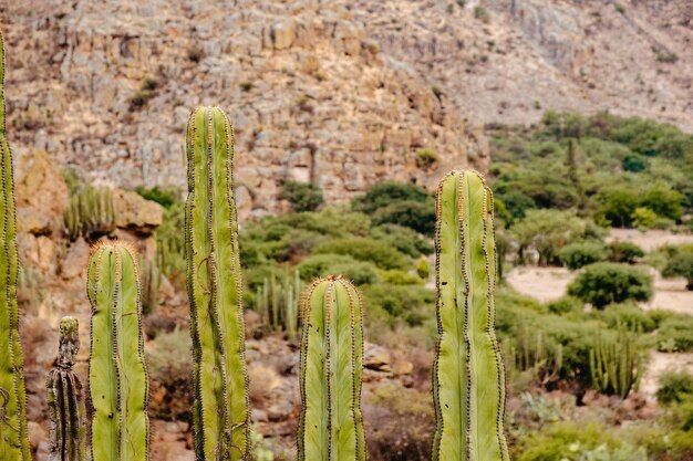 Wüstenlandschaft mit Kakteen in Victoria Guanajuato Mexiko