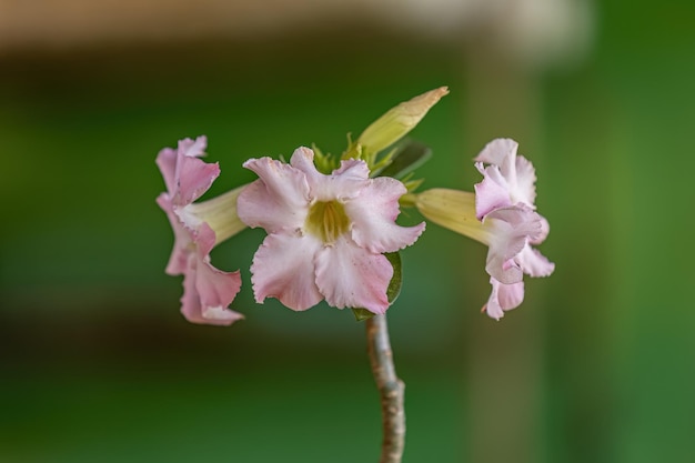 Wüstenrosenpflanze der Art Adenium obesum