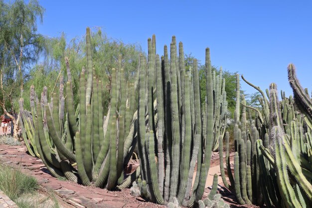Wüstenvegetation in Phoenix Botanical Gardens Arizona