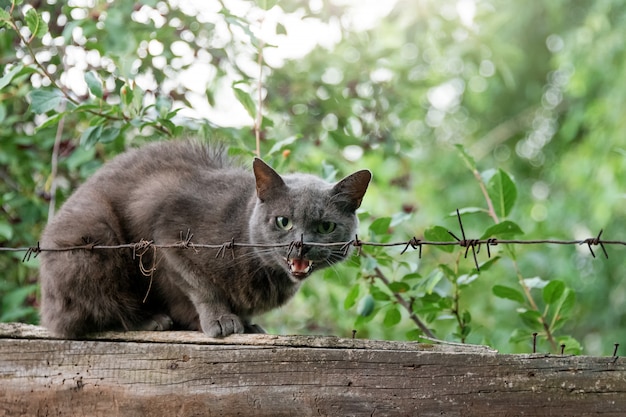 Wütende Katze knurrt, die auf Zaun hinter Stacheldraht sitzt. Aggressive graue Katze, die sein Territorium verteidigt.