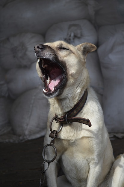 Wütender gefährlicher Hund zeigt Zähne