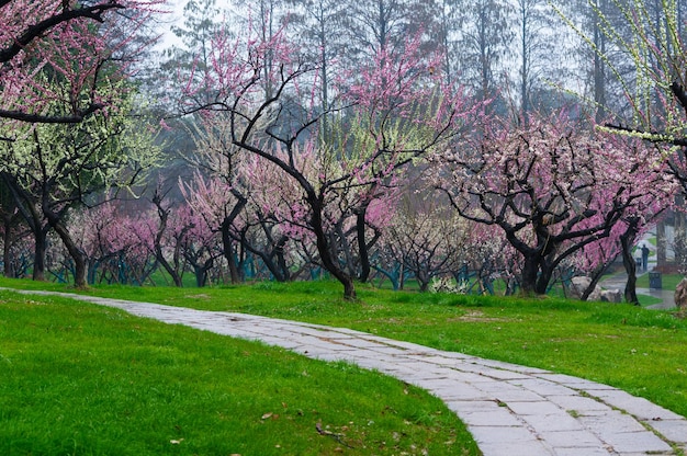 Foto wuhan ostsee pflaumenblüte garten frühlingslandschaft