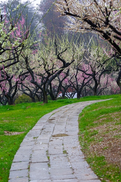 Foto wuhan ostsee pflaumenblüte garten frühlingslandschaft