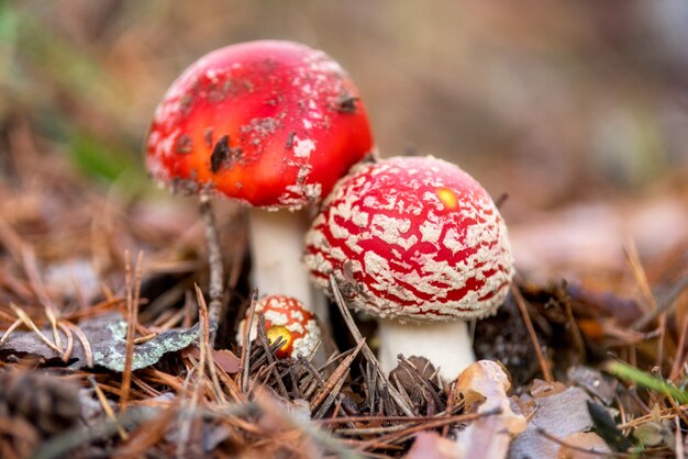 Wulstling Muscaria, giftiger Pilz im Naturwaldhintergrund.