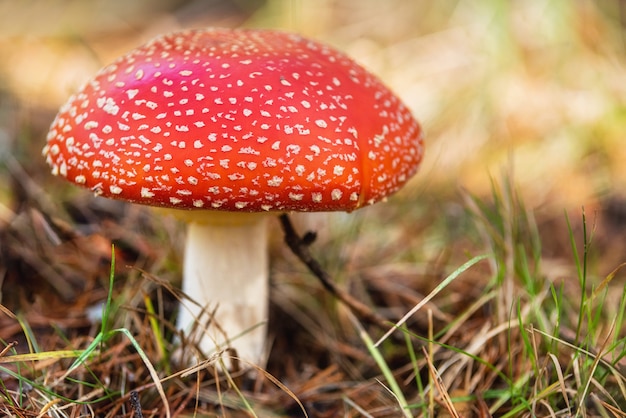 Wulstling Muscaria, giftiger Pilz