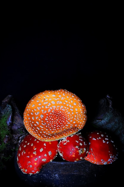 Wulstling Muscaria im alten Eisentopf. giftiger Pilz Fliegenpilz