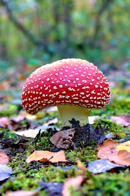 Wulstling Muscaria Pilze in einer natürlichen Waldumgebung, Herbsthintergrund.