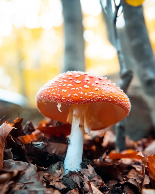 Wulstling muscaria roter und weißer punktierter giftiger Pilz