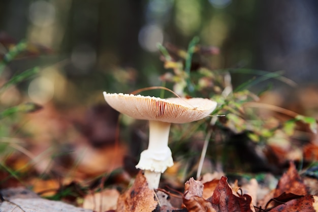 Wulstlingspilz im Herbstwald