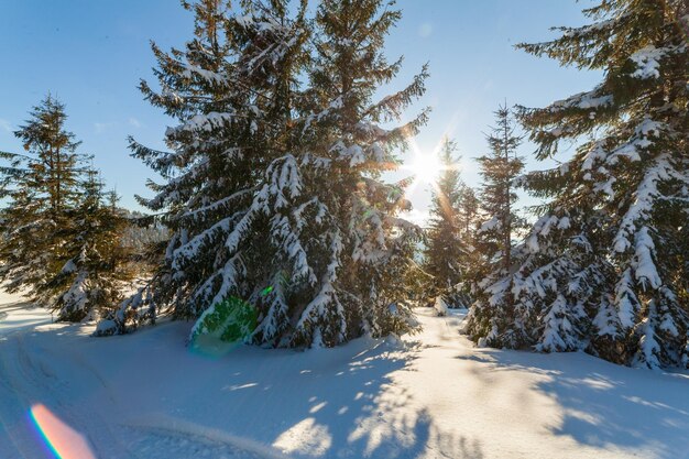 Wunderbar majestätische Winterlandschaft, die durch Sonnenlicht glüht winterliche Szene Karpaten Ukraine Europa Schönheitswelt Frohes neues Jahr