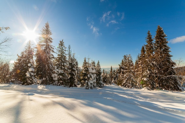 Wunderbar majestätische Winterlandschaft, die durch Sonnenlicht glüht winterliche Szene Karpaten Ukraine Europa Schönheitswelt Frohes neues Jahr