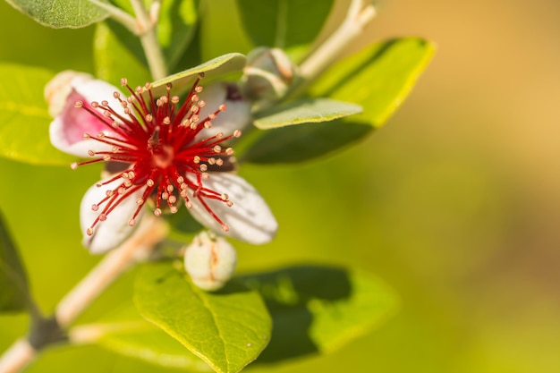 Wunderbare Blüte von einer Guave mit grüner Hintergrundansicht