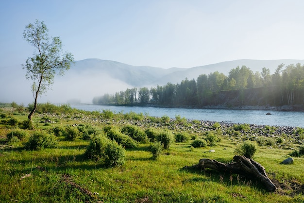 Wunderbare grüne Morgenlandschaft mit alleinem Baum nahe Gebirgsfluss im Nebel Schöner Haken auf Wiese