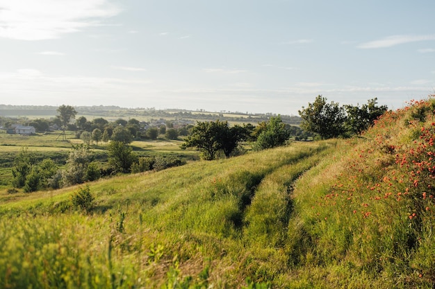 Wunderbare Landschaft bei Sonnenaufgang Wilde Blumen im Frühling Schöne Naturlandschaft im Sommer Sonniger Tag