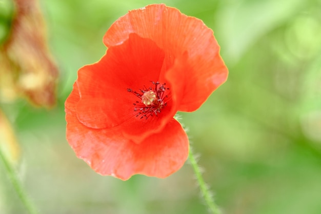 Wunderbare rote Mohnblumen im grünen Gras