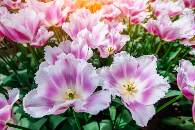 Wunderbare Tulpenblüten im Keukenhof Park.