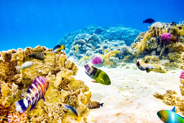 Wunderbare und schöne Unterwasserwelt mit Korallen und tropischen Fischen