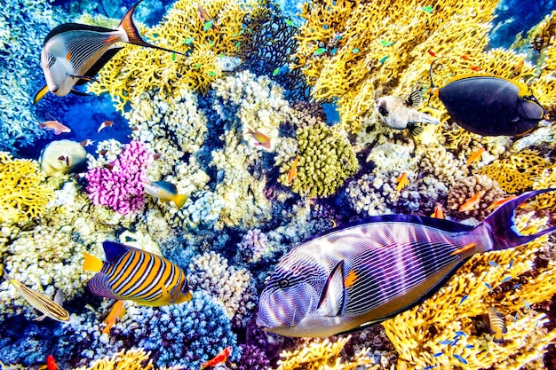 Wunderbare und schöne Unterwasserwelt mit Korallen und tropischen Fischen