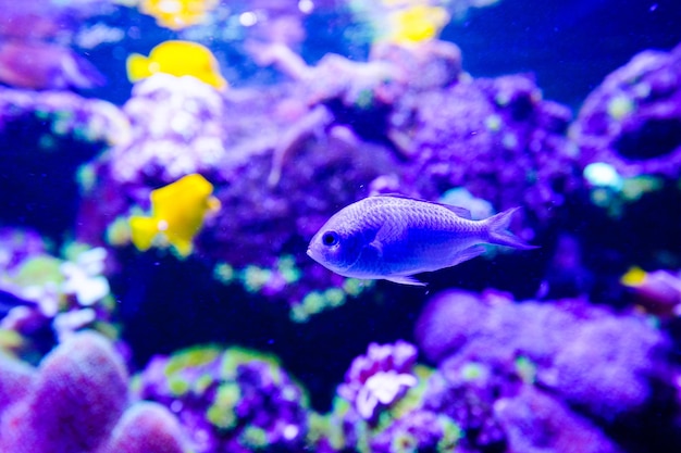 Wunderbare und wunderschöne Unterwasserwelt mit Korallen und tropischen Fischen