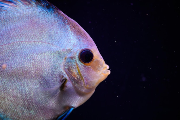 Wunderbare und wunderschöne Unterwasserwelt mit Korallen und tropischen Fischen