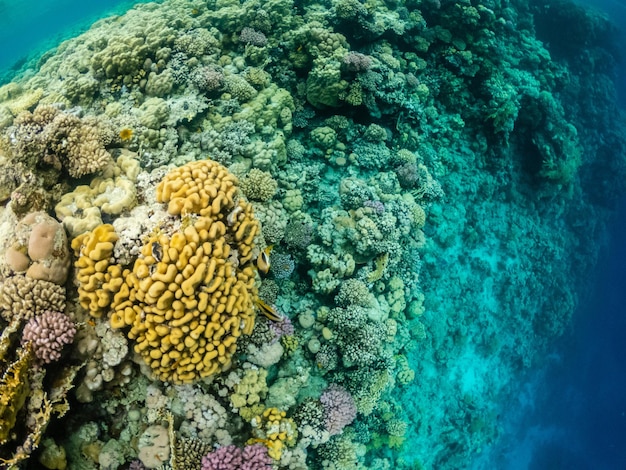 Wunderbare Unterwasserwelt im Korallenriff des Roten Meeres