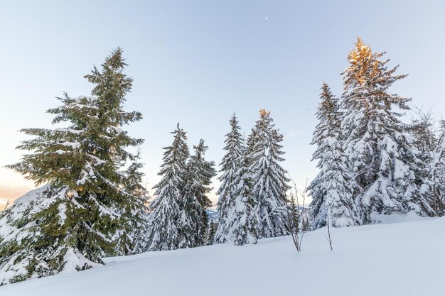 Wunderbare winterliche Landschaft an sonnigen Tagen Winterlandschaft mit schneebedeckten Bergen unter Sonnenlicht Beliebter Wander- und Reiseort Winterwunderland atemberaubender Natur Hintergrund Karpaten