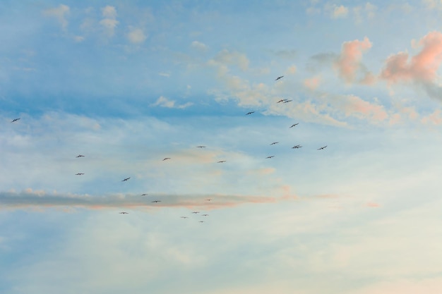 Wunderbarer Himmel und Wolke mit fliegenden Vögeln