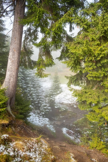 Foto wunderbarer nebliger herbstwald mit schmelzenden schneesonnenstrahlen, die durch den morgennebel kommen