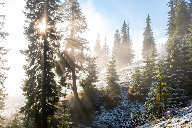 Wunderbarer nebliger Herbstwald mit schmelzenden Schneesonnenstrahlen, die durch den Morgennebel kommen