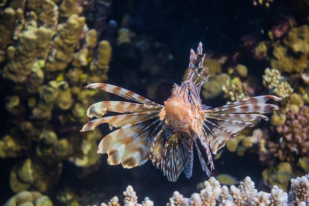 wunderbarer Teufelsfeuerfisch, der während des Freitauchens am Korallenriff in die Kamera schaut