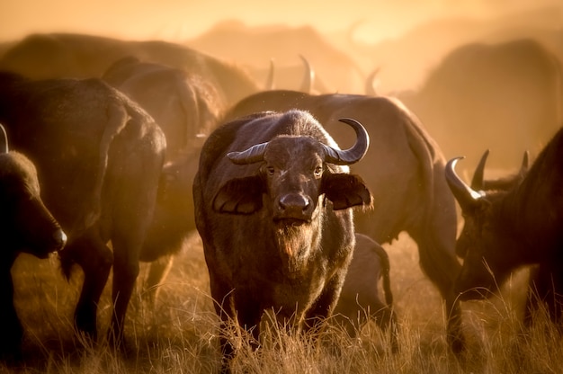 Wunderbares Porträt des Kenia-Büffels Tsavo West National Park Kenya