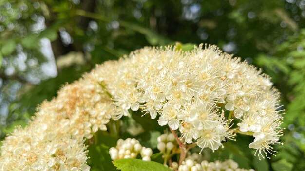 Wunderschön blühende Eberesche an einem warmen Frühlingstag