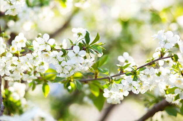 Wunderschön blühender Astapfel. Blühende Äste Kirsche mit natürlicher Wand der weißen Blumen. Abstrakte Frühlingsblumenwand. Frühlingsblumen. Ostern. Allergiesaison. Frühlingskonzept