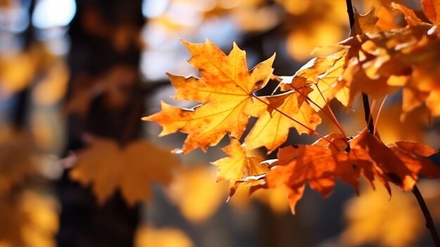 wunderschöne Ahornblätter am sonnigen Herbsttag