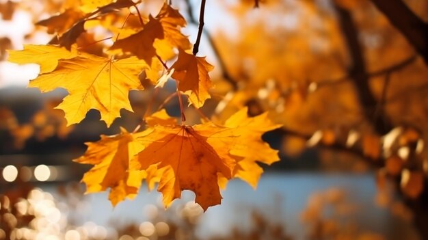 wunderschöne Ahornblätter am sonnigen Herbsttag